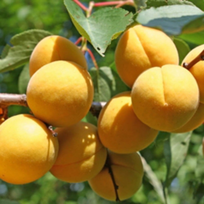 Абрикос Сеянец десертного (Prunus armeniaca 'Seyanets Desertnogo')