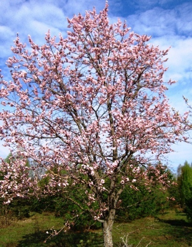 Абрикос маньчжурский (Prunus mandshurica)