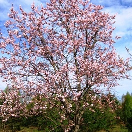Абрикос маньчжурский (Prunus mandshurica)