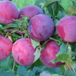 Алыча Комета поздняя (Prunus cerasifera 'Kometa Pozdnyaya')