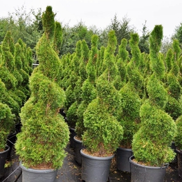 Туя западная Смарагд (Thuja occidentalis 'Smaragd') Спираль