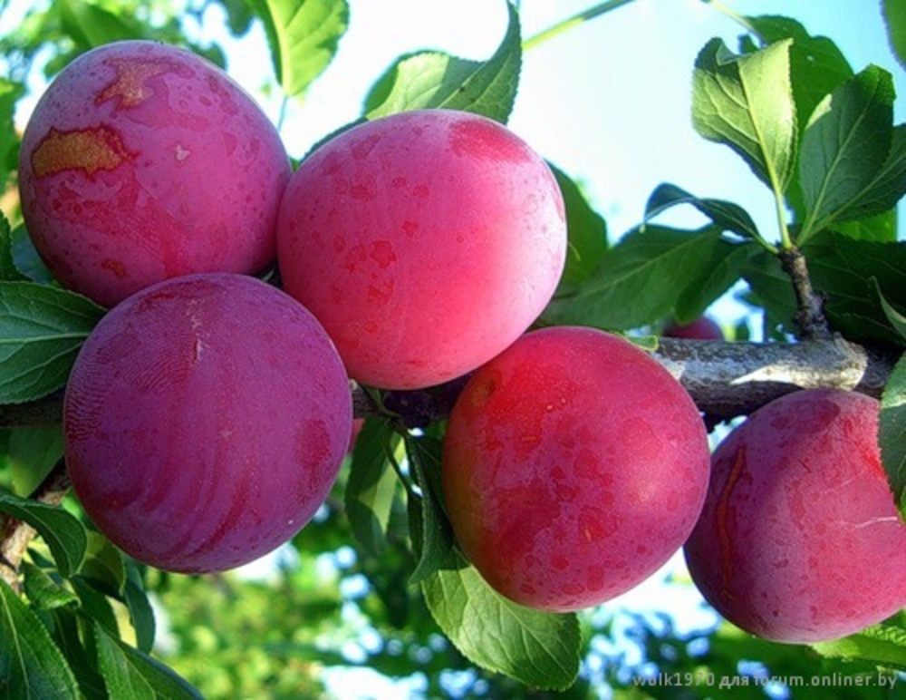 Алыча Лира (Prunus cerasifera 'Lira')