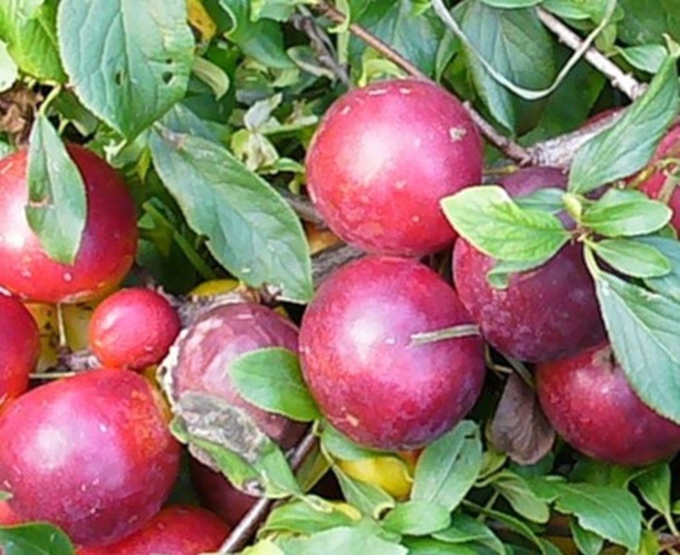 Алыча Чук (Prunus cerasifera 'Chuk')