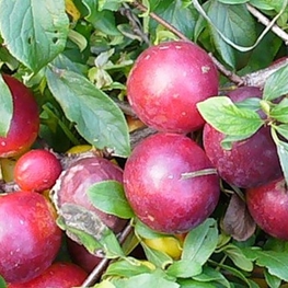 Алыча Чук (Prunus cerasifera 'Chuk')