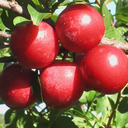 Алыча (Prunus cerasifera)