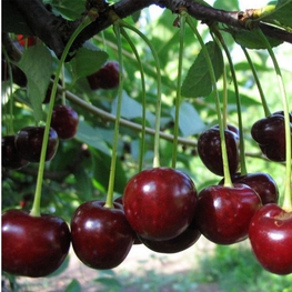 Вишня Молодежная (Prunus cerasus 'Molodezhnaya')