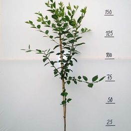 Вишня Молодежная (Prunus cerasus 'Molodezhnaya')