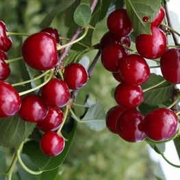 Вишня Память Вавилова (Prunus cerasus 'Pamyat Vavilova')