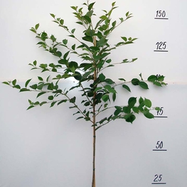 Вишня Загорьевская (Prunus cerasus 'Zagoryevskaya')