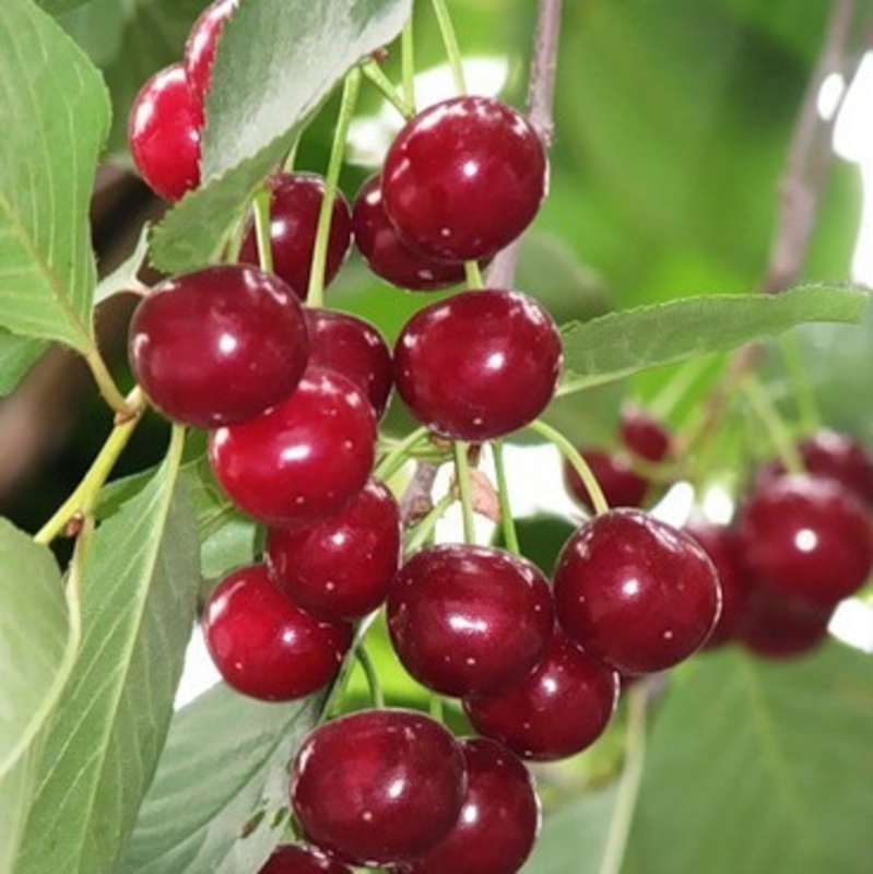 Вишня Любская (Prunus cerasus 'Lyubskaya')