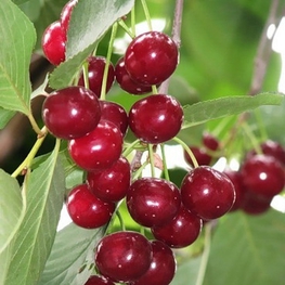 Вишня Любская (Prunus cerasus 'Lyubskaya')