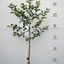 Вишня Любская (Prunus cerasus 'Lyubskaya')