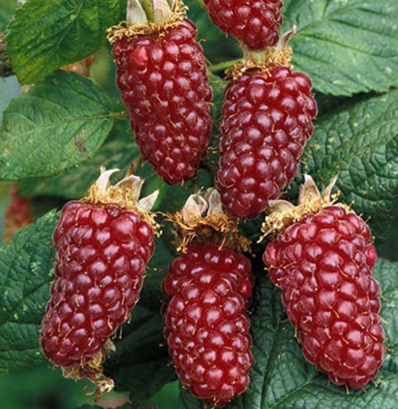 Малино-ежевичный гибрид Тейберри (Rubus 'Tayberry')