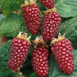 Малино-ежевичный гибрид Тейберри (Rubus 'Tayberry')