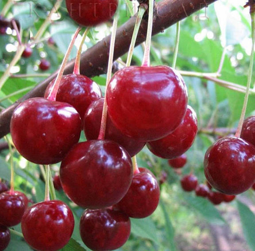 Вишня Десертная Морозовой (Prunus cerasus 'Desertnaya Morozovoy')