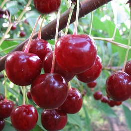 Вишня Десертная Морозовой (Prunus cerasus 'Desertnaya Morozovoy')