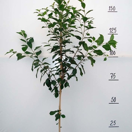 Вишня Десертная Морозовой (Prunus cerasus 'Desertnaya Morozovoy')