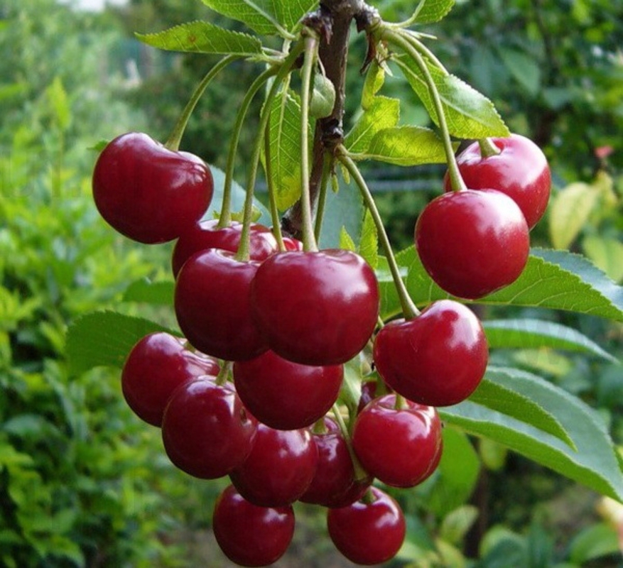 Вишня Лебедянская (Prunus cerasus 'Lebedyanskaya')