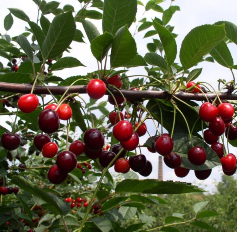 Вишня Морозовка (Prunus cerasus 'Morozovka')