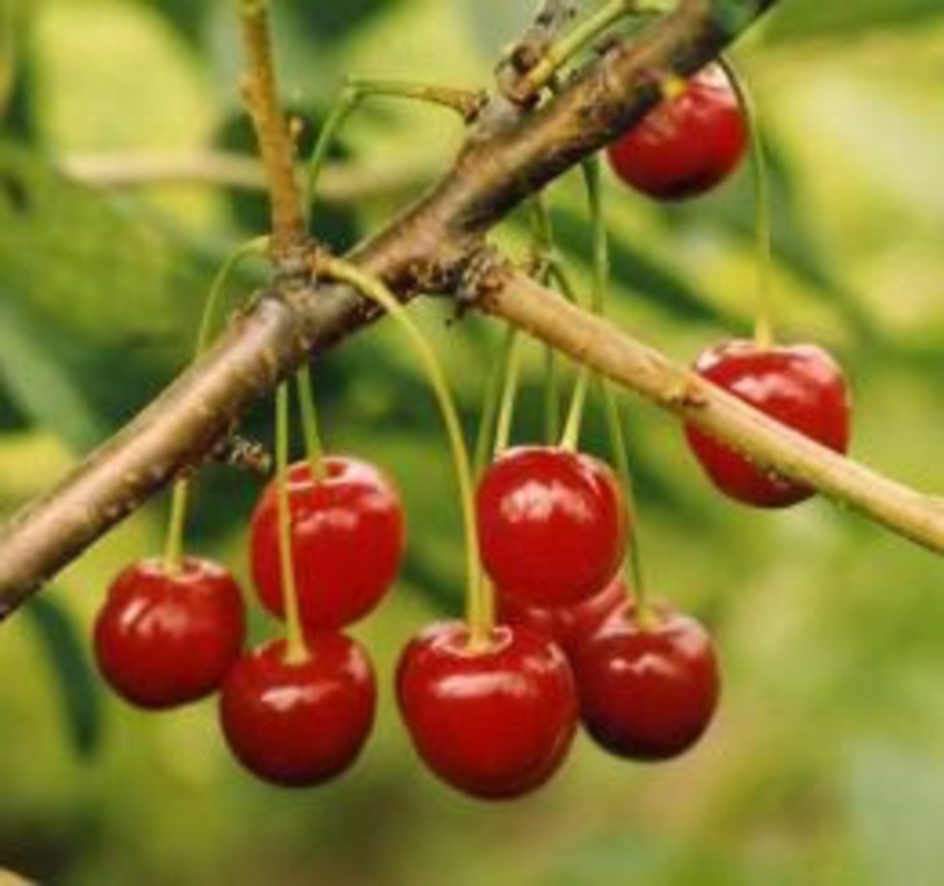 Вишня Скороспелка (Prunus cerasus 'Skorospelka')