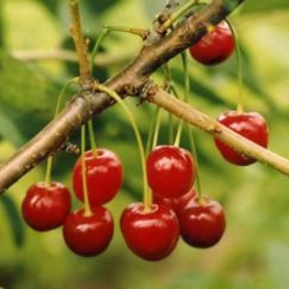 Вишня Скороспелка (Prunus cerasus 'Skorospelka')