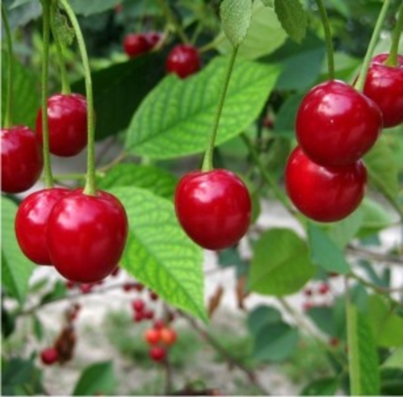 Вишня Фея (Prunus cerasus 'Feya')