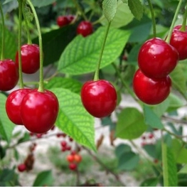 Вишня Фея (Prunus cerasus 'Feya')