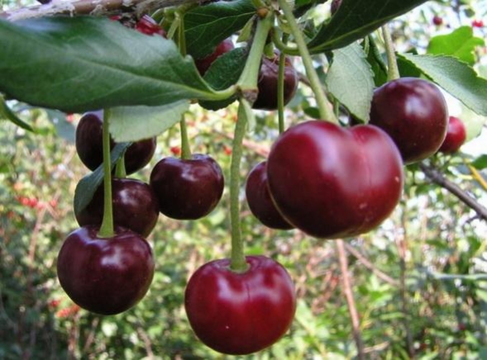 Вишня Владимирская (Prunus cerasus 'Vladimirskaya')