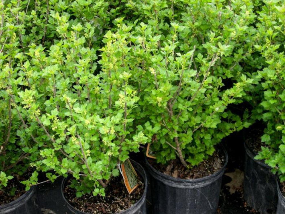 Смородина альпийская Шмидт (Ribes alpinum 'Schmidt')