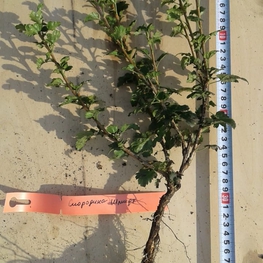 Смородина альпийская Шмидт (Ribes alpinum 'Schmidt')