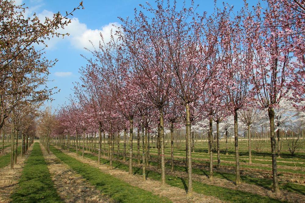 Вишня Саржента Ранчо (Prunus sargentii 'Rancho')