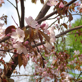 Вишня Саржента (Prunus sargentii)
