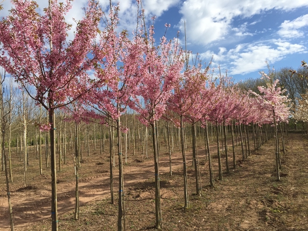 Вишня мелкопильчатая Канзан (Prunus serrulata 'Kanzan')