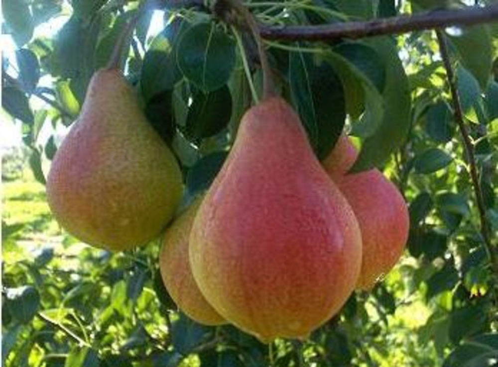 Груша Забава (Pyrus communis 'Zabava')