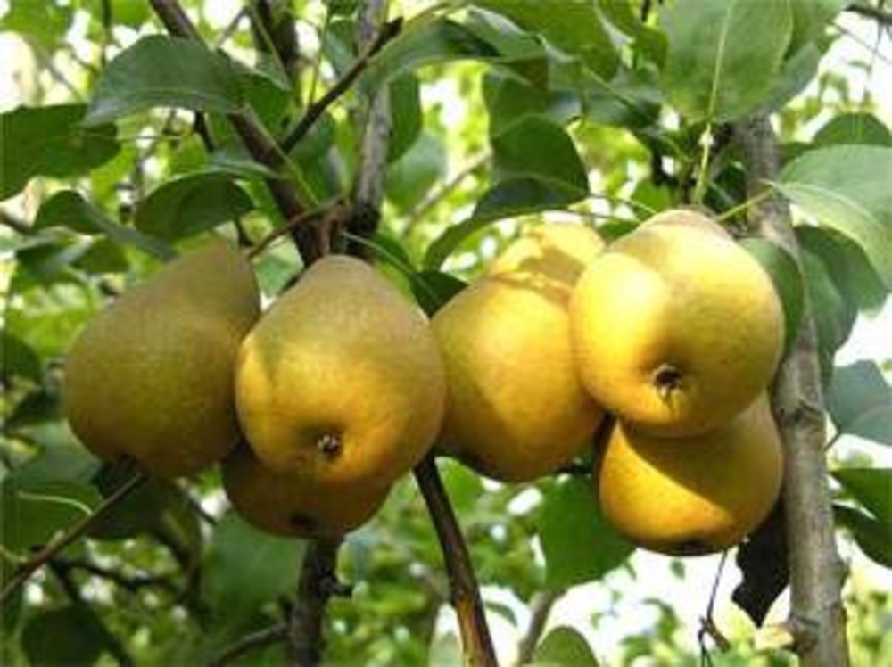 Груша Большая летняя (Pyrus communis 'Bolshaya Letnyaya')