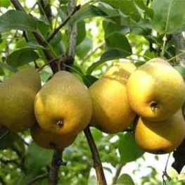 Груша Большая летняя (Pyrus communis 'Bolshaya Letnyaya')