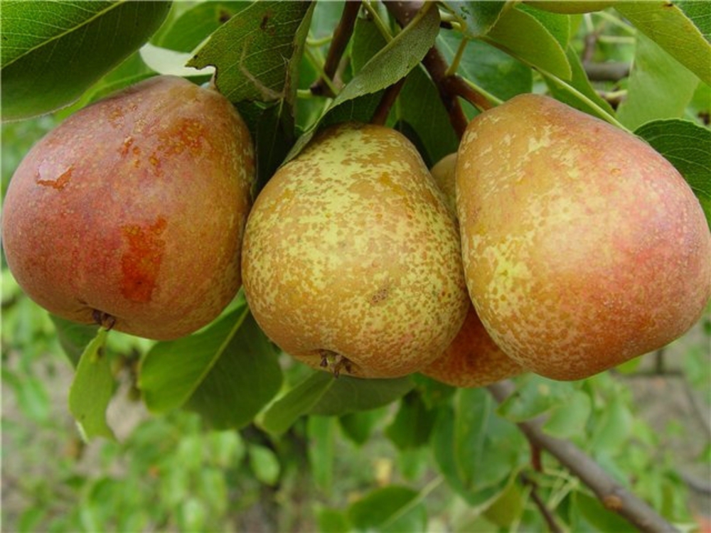 Груша Духмяная (Pyrus communis 'Dukhmyanaya')