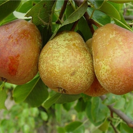 Груша Духмяная (Pyrus communis 'Dukhmyanaya')
