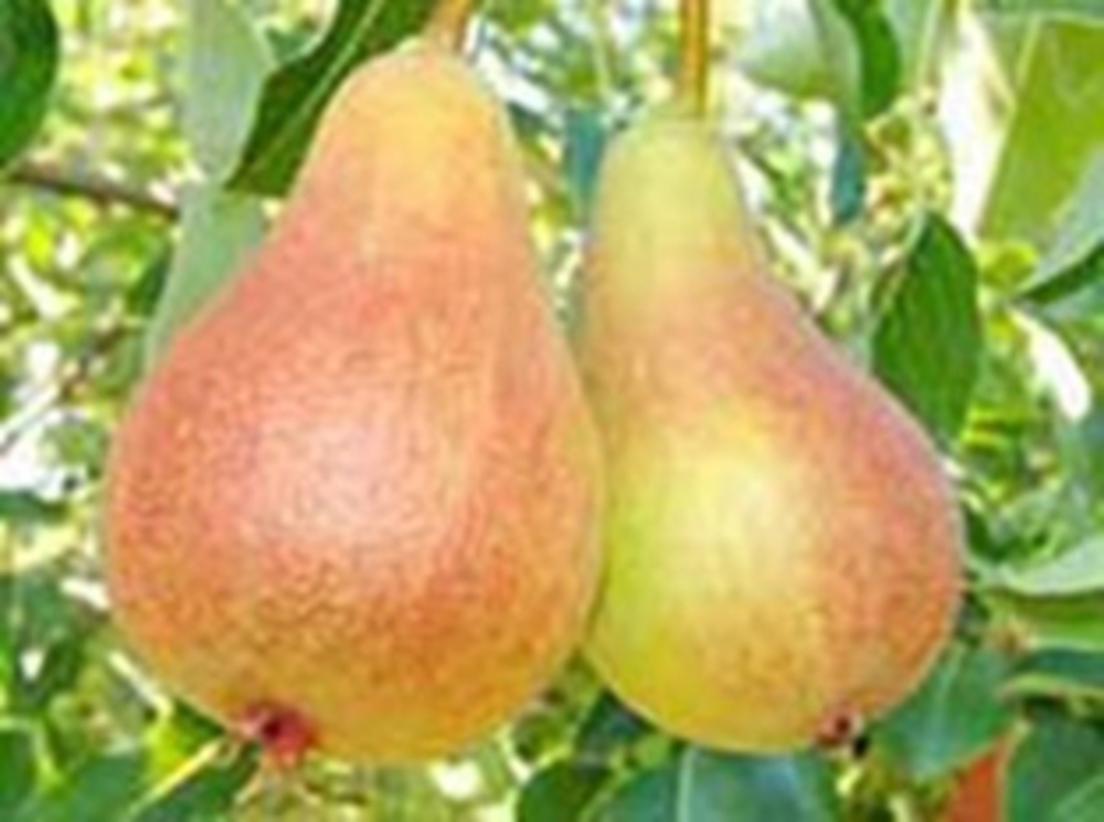 Груша Июньская ранняя (Pyrus communis 'Iyunskaya Rannyaya')