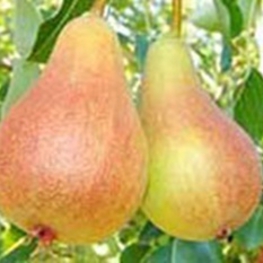 Груша Июньская ранняя (Pyrus communis 'Iyunskaya Rannyaya')
