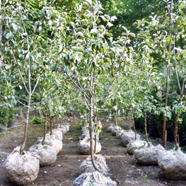 Груша Июньская ранняя (Pyrus communis 'Iyunskaya Rannyaya')