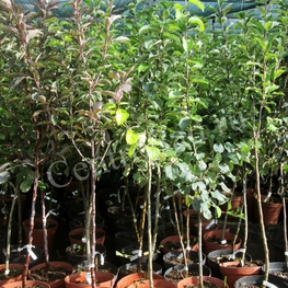 Груша Июньская ранняя (Pyrus communis 'Iyunskaya Rannyaya')