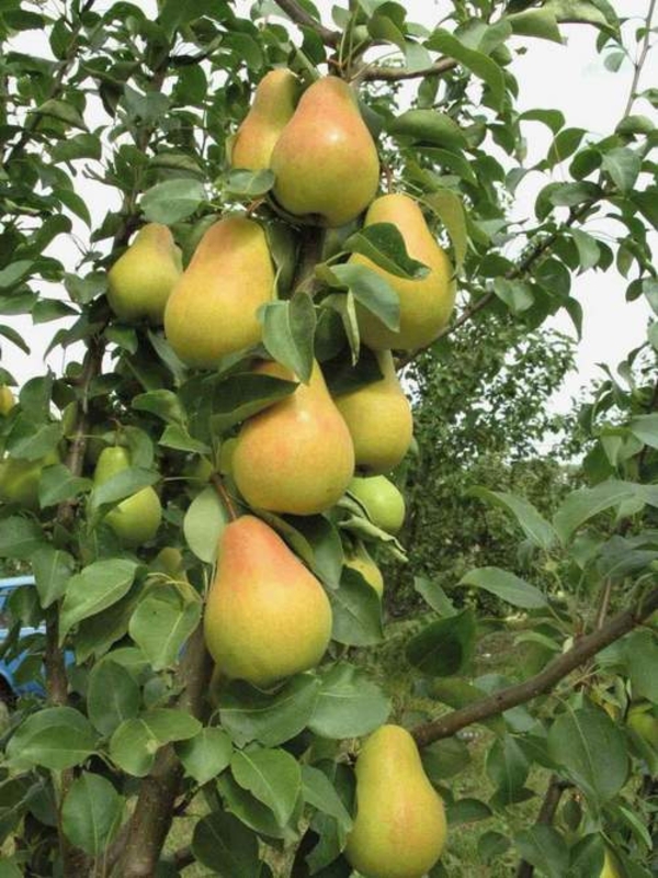Груша Лада (Pyrus communis 'Lada')