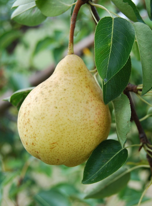 Груша Москвичка (Pyrus communis 'Moskvichka')