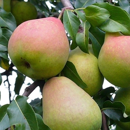 Груша Мраморная (Pyrus communis 'Mramornaya')