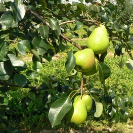 Груша Кудесница (Pyrus communis 'Kudesnitsa')