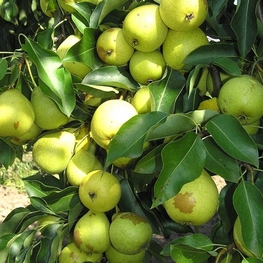 Груша Скороспелка из Мичуринска (Pyrus communis 'Skorospelka iz Michurinska')