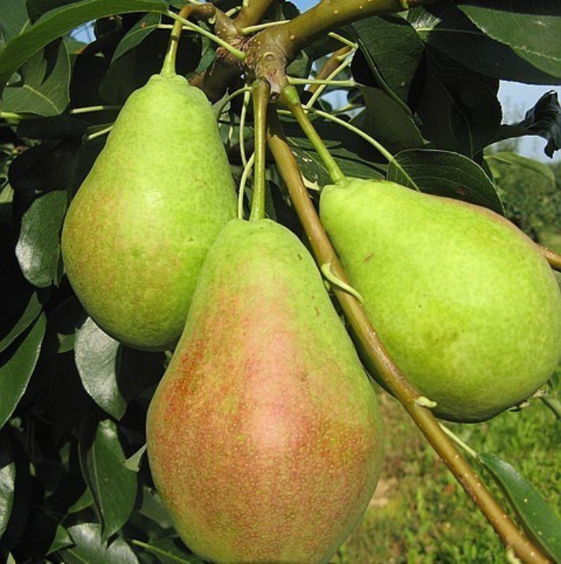 Груша Аллегро (Pyrus communis 'Allegro')