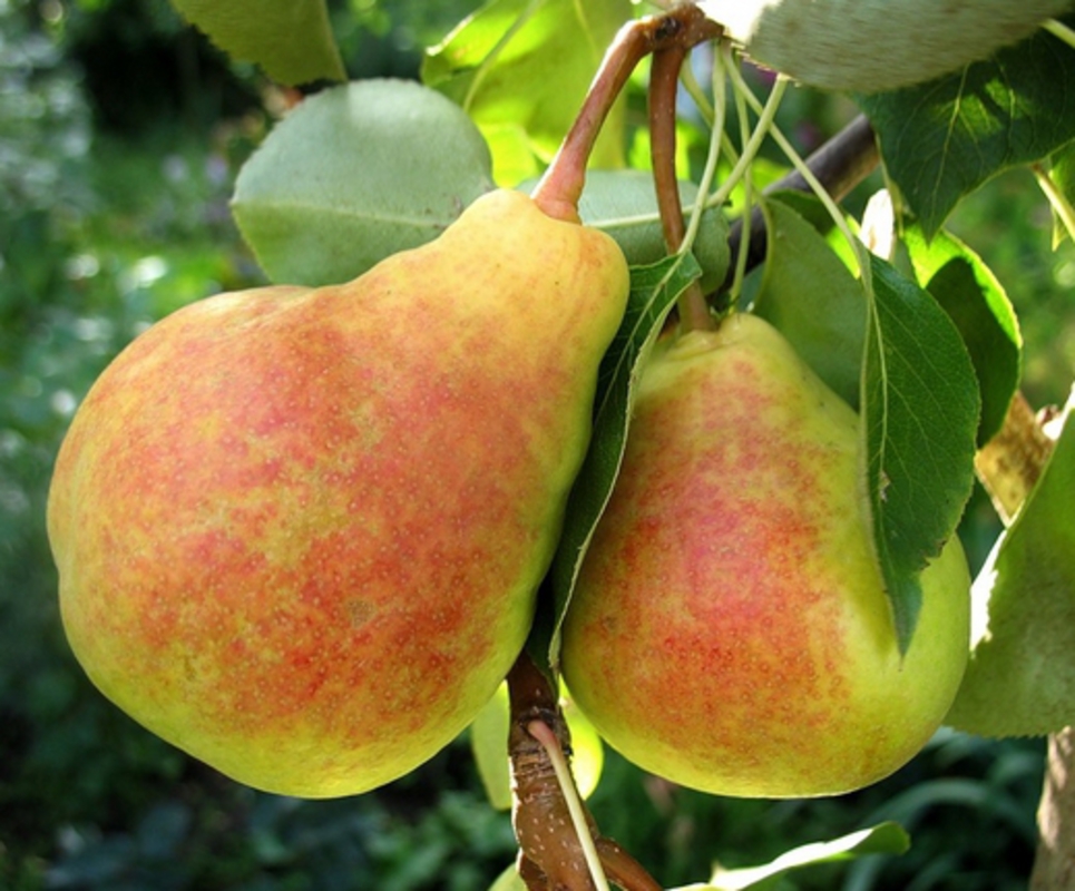 Груша Ранняя летняя (Pyrus communis 'Rannyaya Letnyaya')