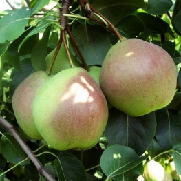 Груша Десертная Россошанская (Pyrus communis 'Desertnaya Rossoshanskaya')